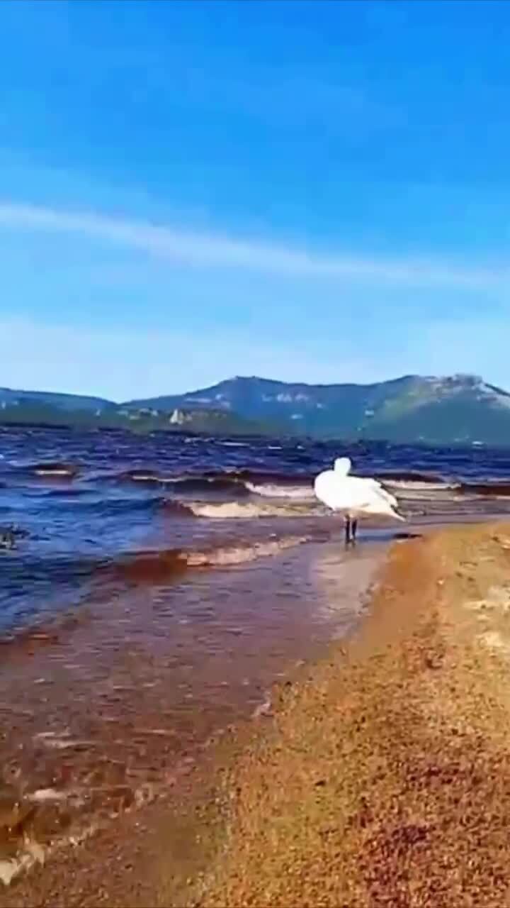 Трогательное прощание лебедей с озером сняли на видео в Боровом (Казахстан)