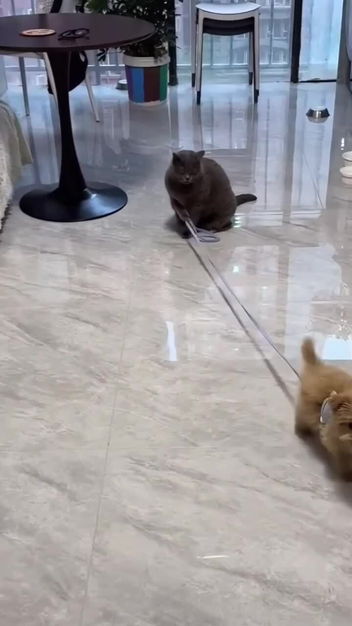 Волкодав, стоять