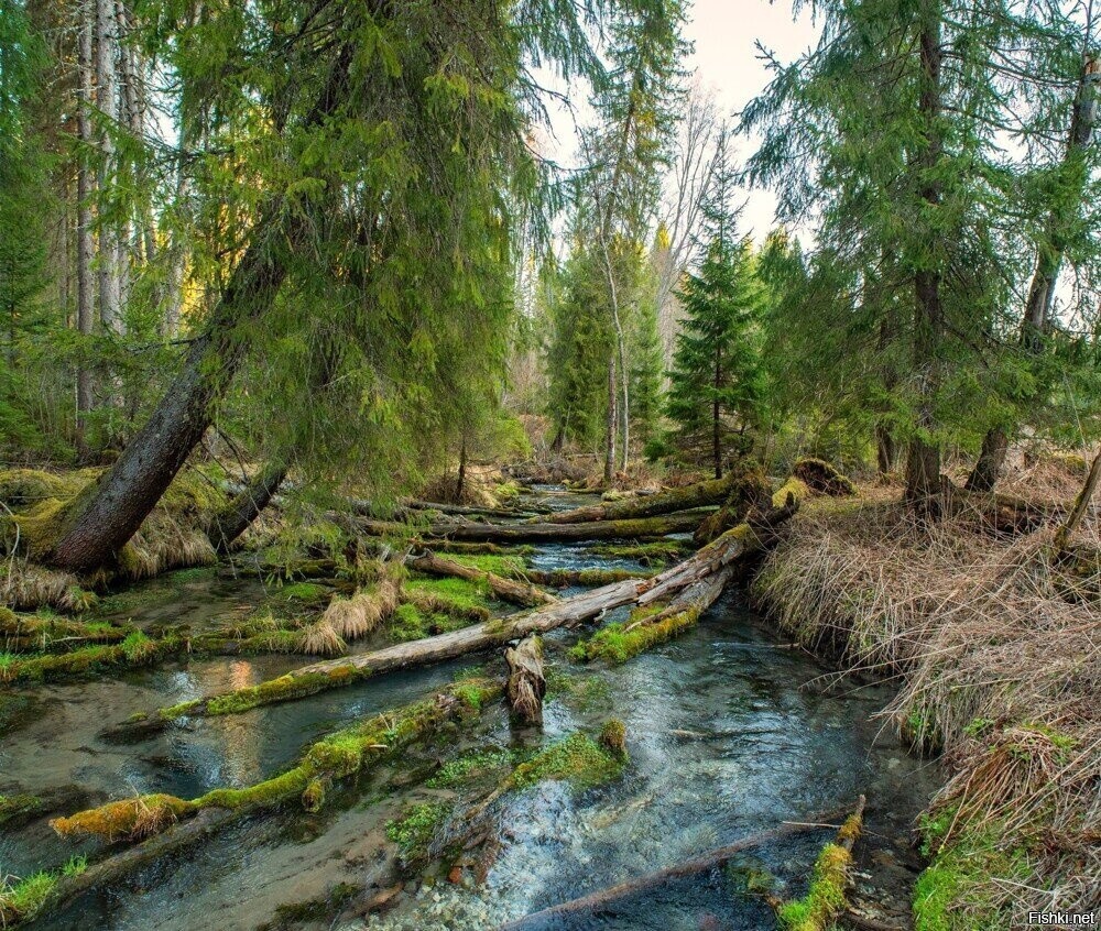 Солянка