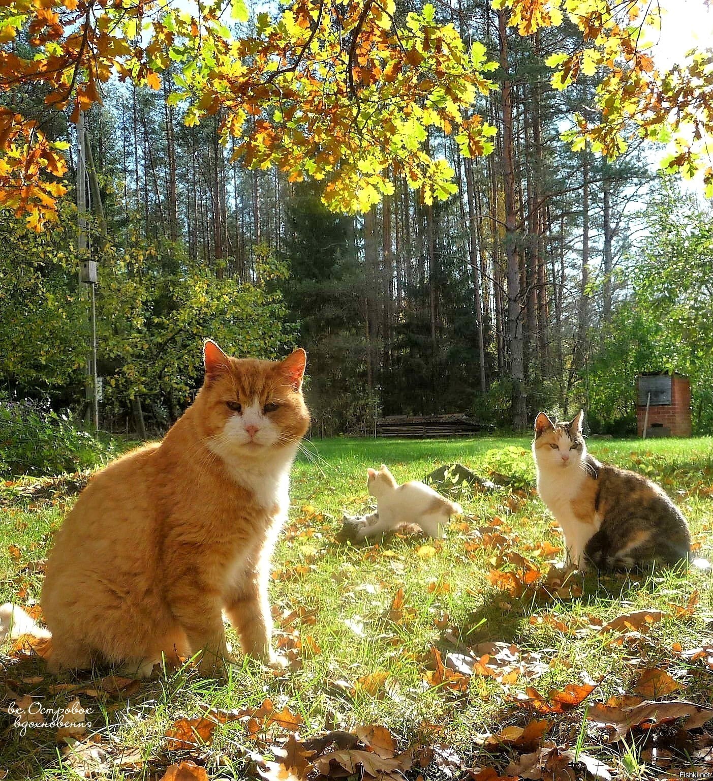 Осенние котики