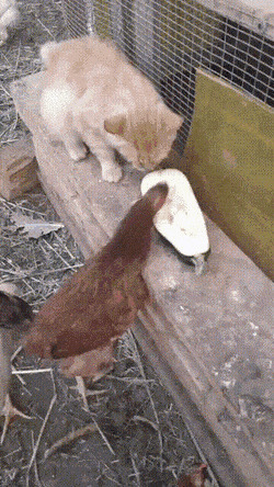 - Мой кабачок