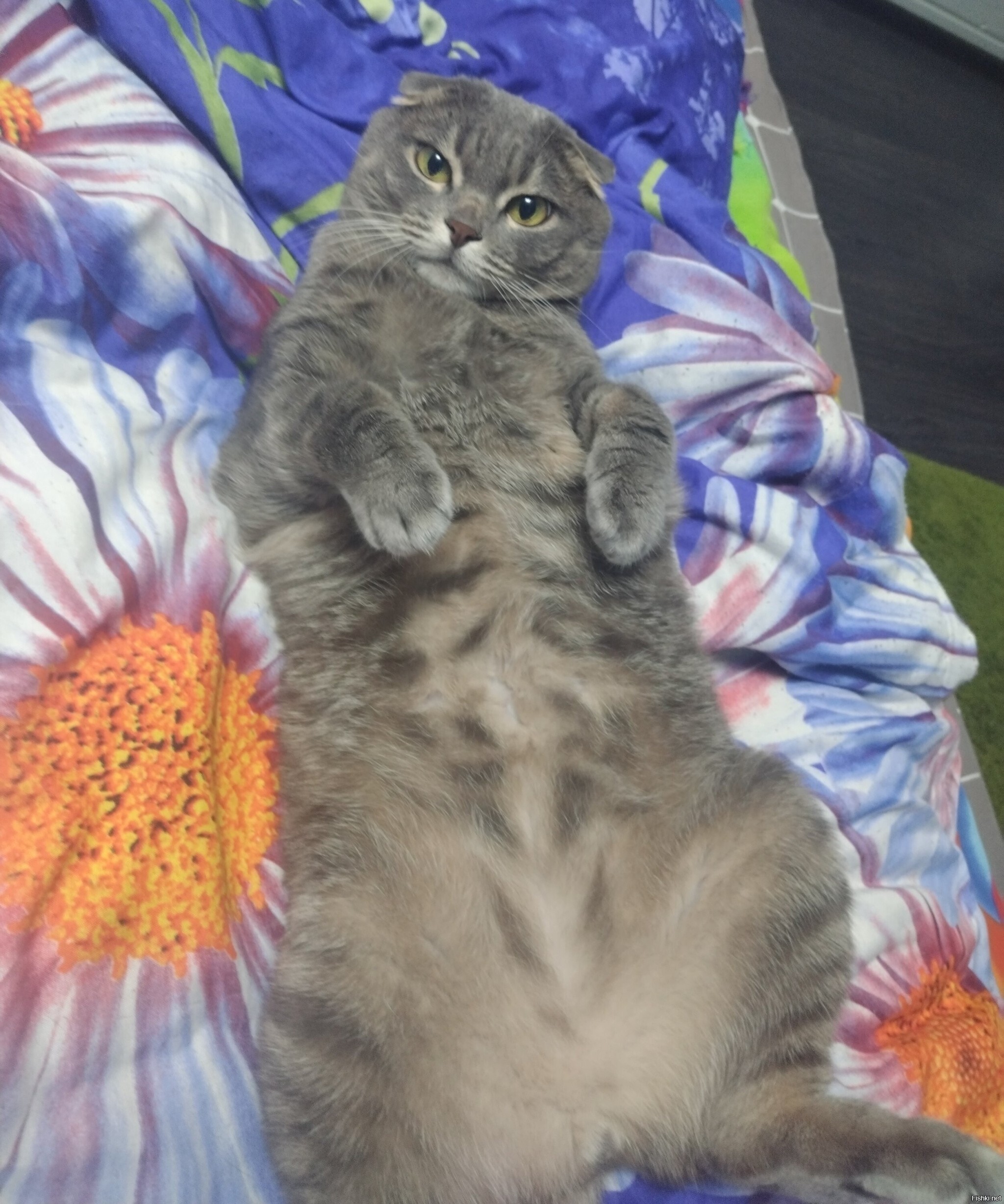 Солянка