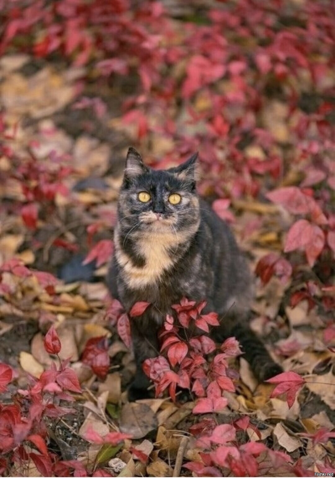 Солянка