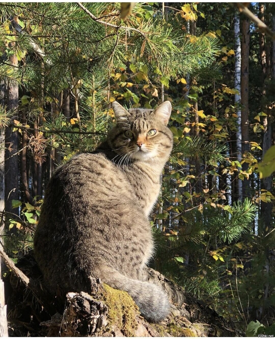 Солянка