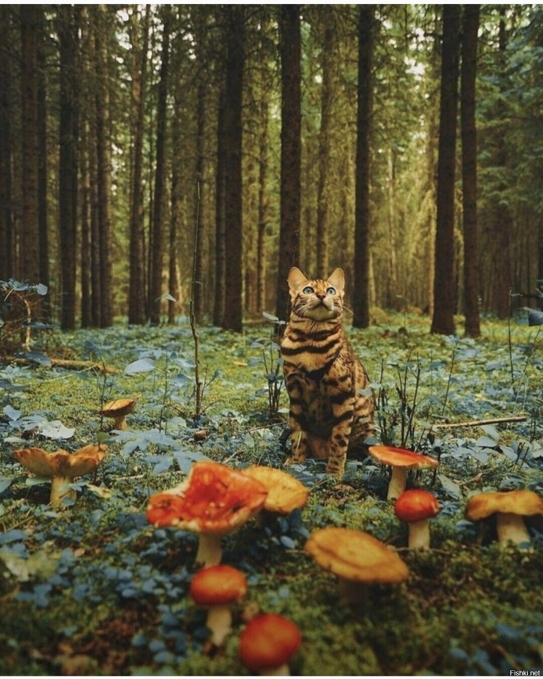 Солянка