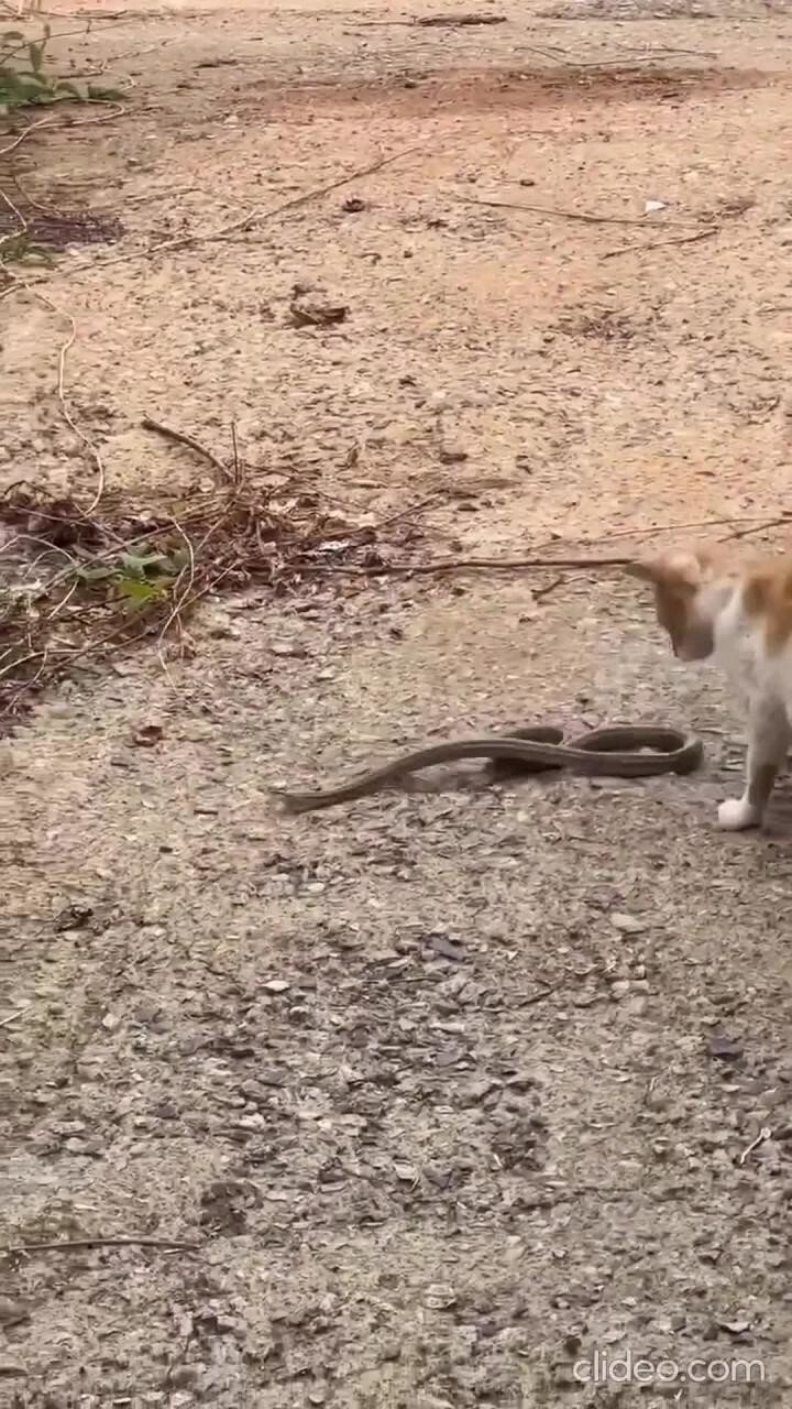 Не с тем связалась, подколодная