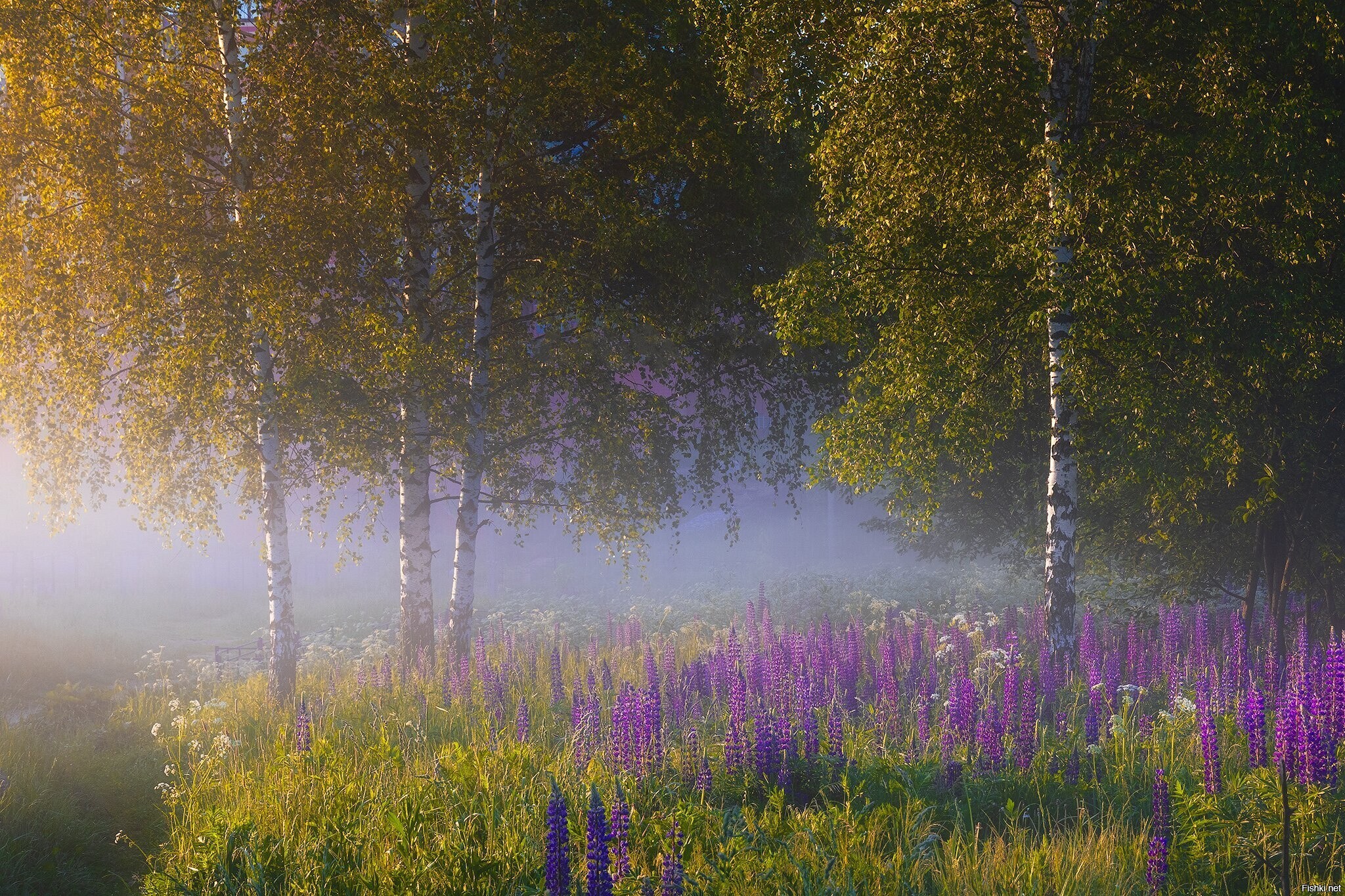 Солянка