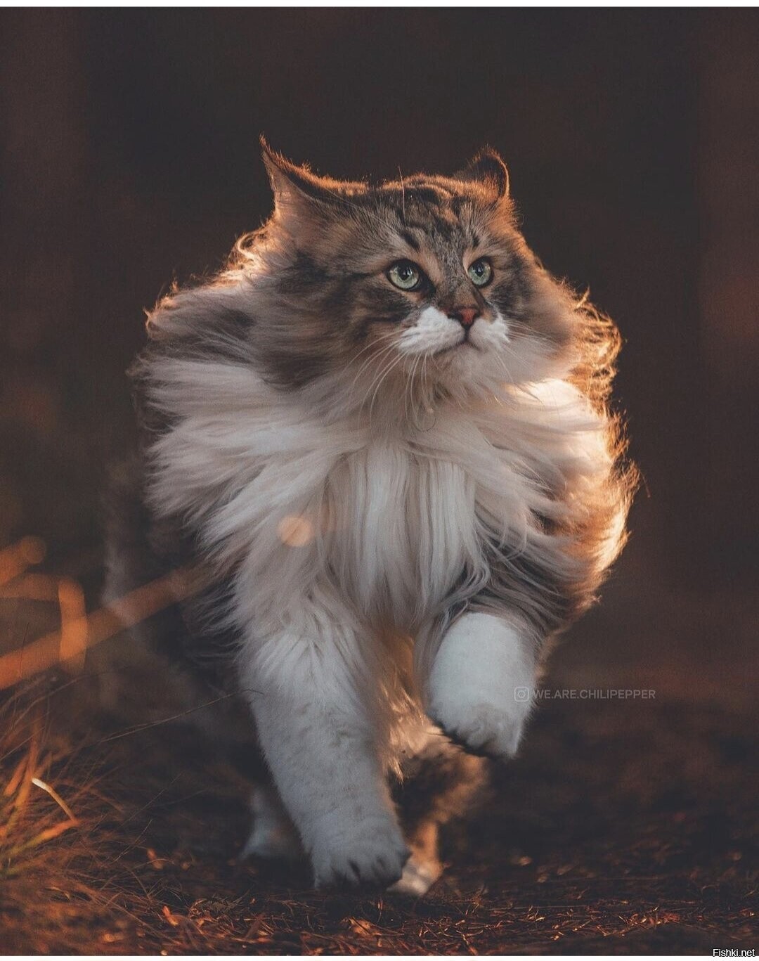 Солянка