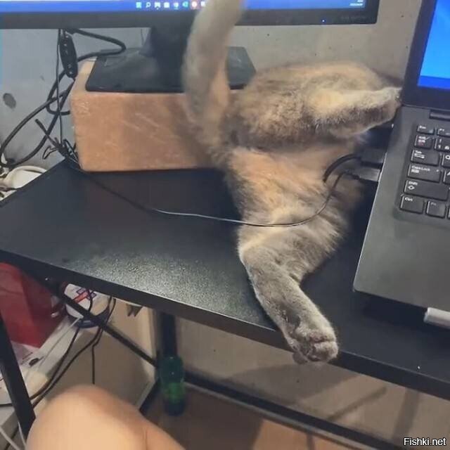 -включай