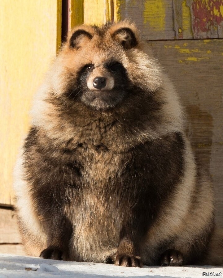 - Какой такой песец
