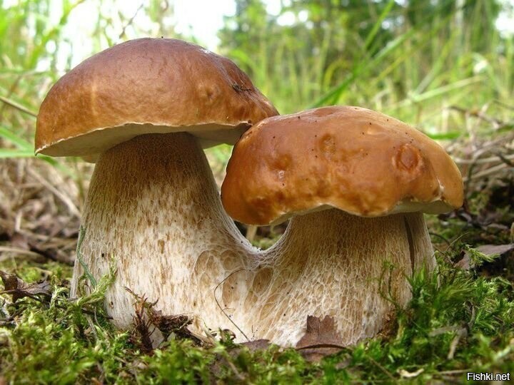 Солянка