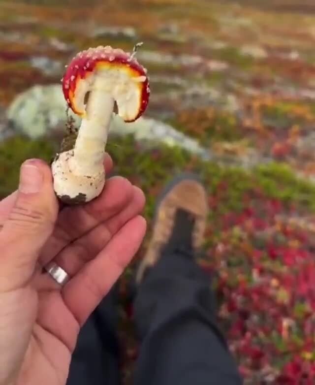 Солянка