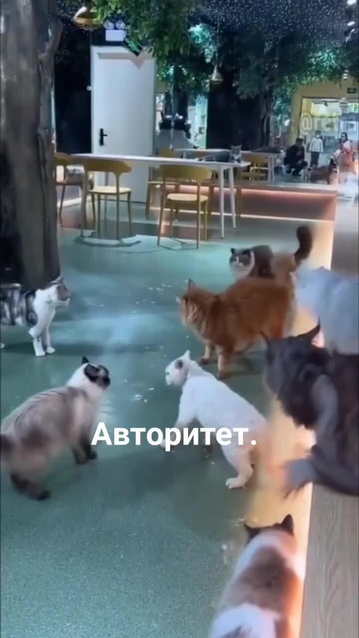 Авторитет)