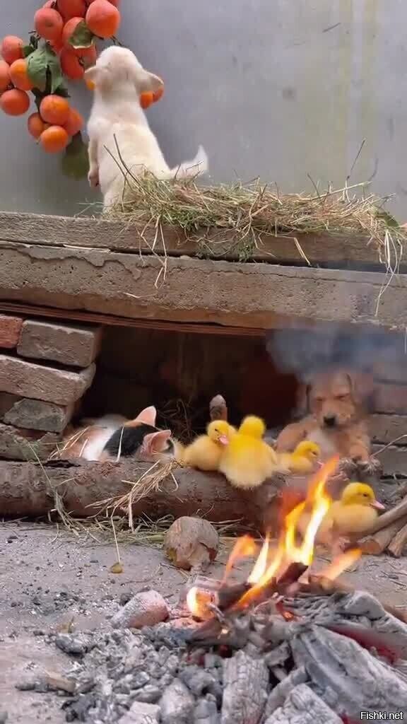 Солянка