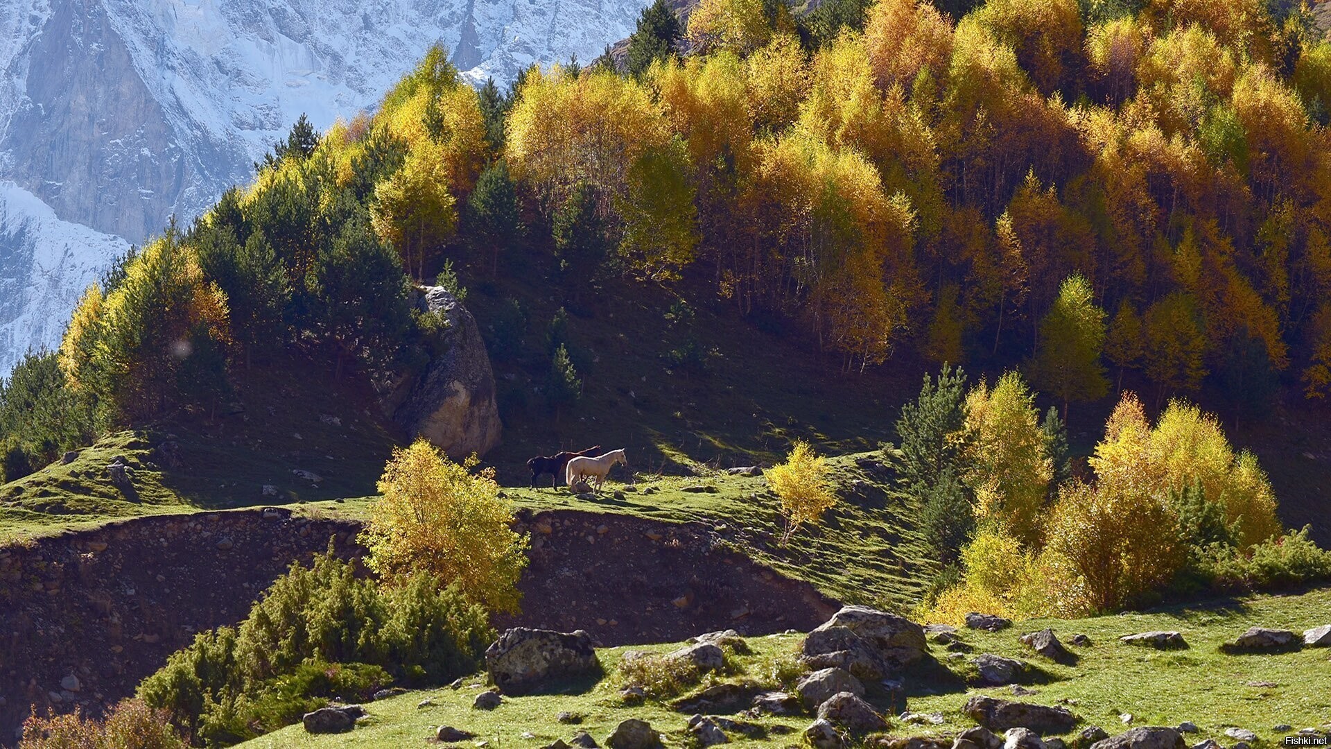 Солянка