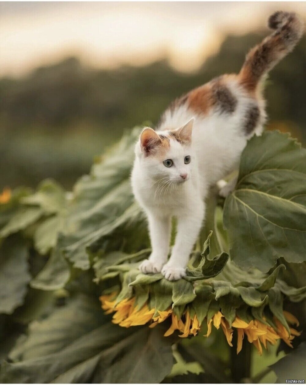 Солянка