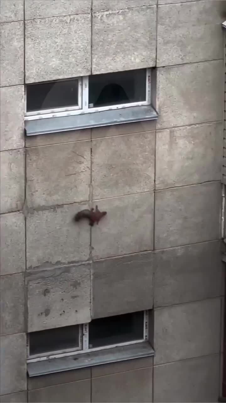 Алматинская белка)