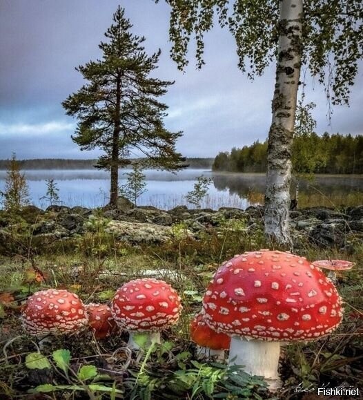 Солянка