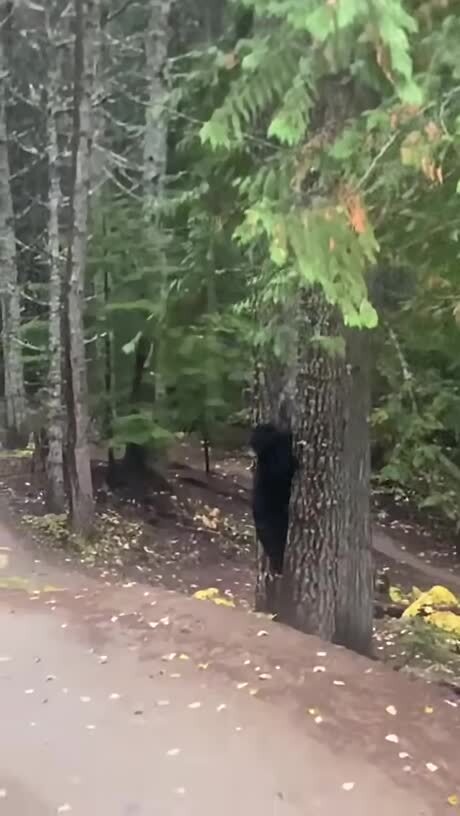 напугали косолапого