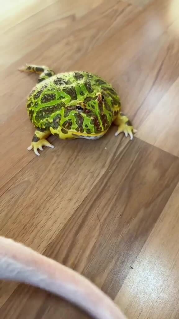 Ну а что, жаба такого терпеть не собирается)