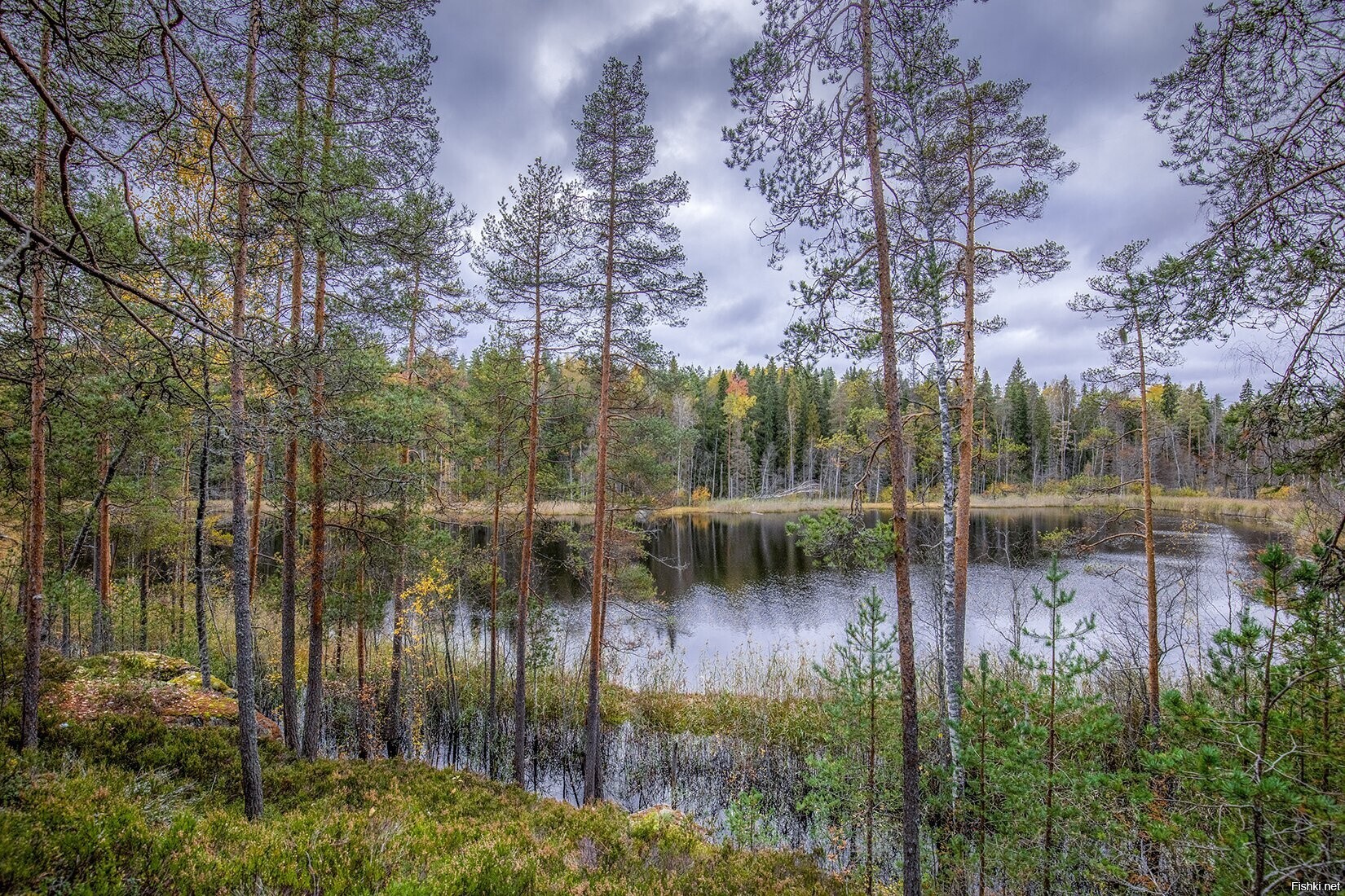 Солянка от Алекс за 17 октября 2024 1602 на