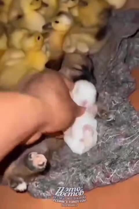Солянка