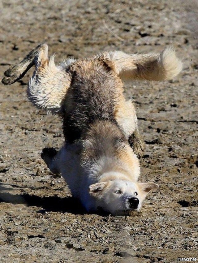 Упс