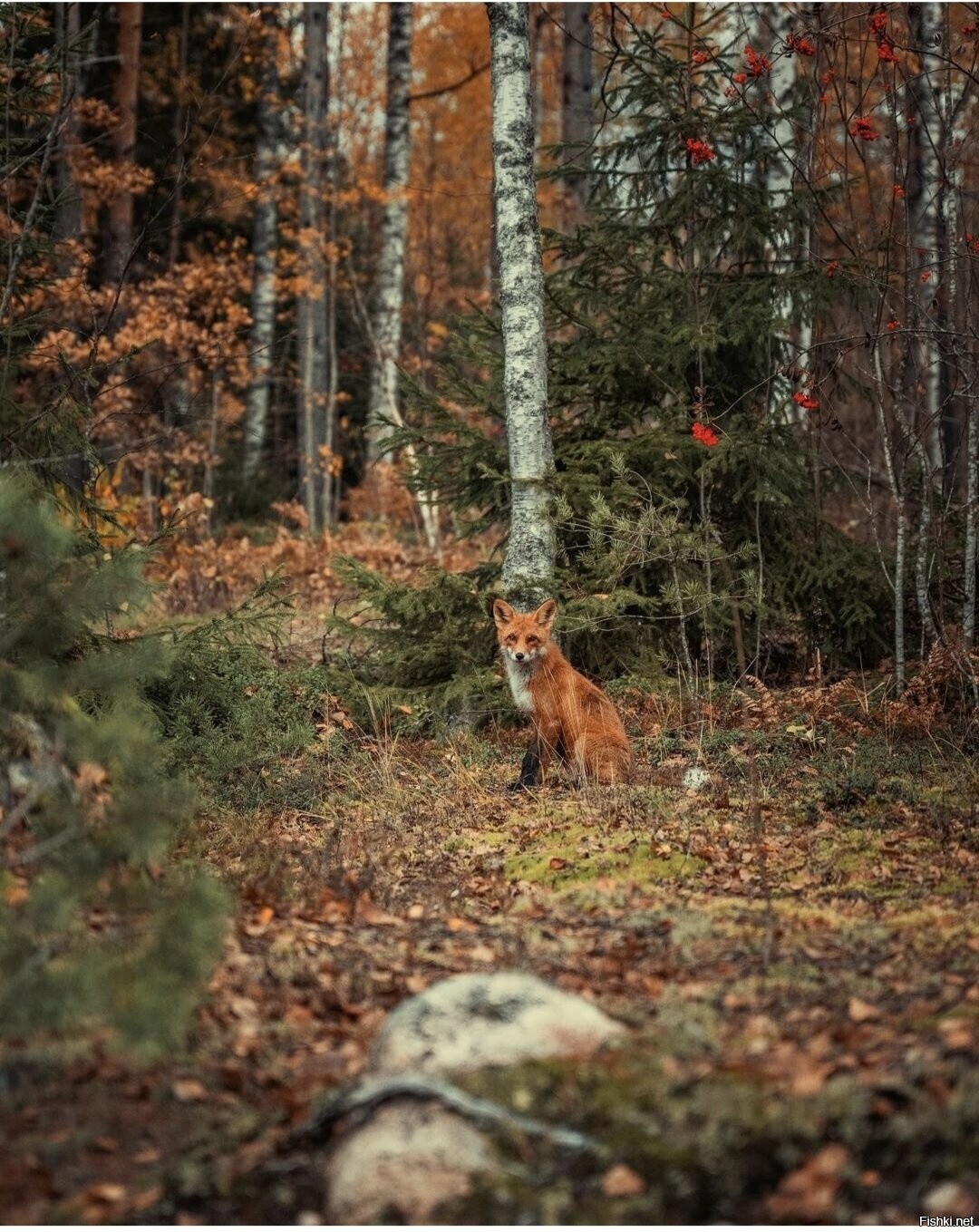 Солянка