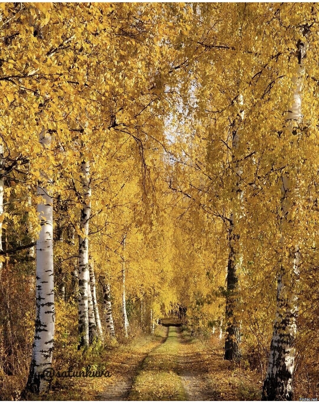 Солянка
