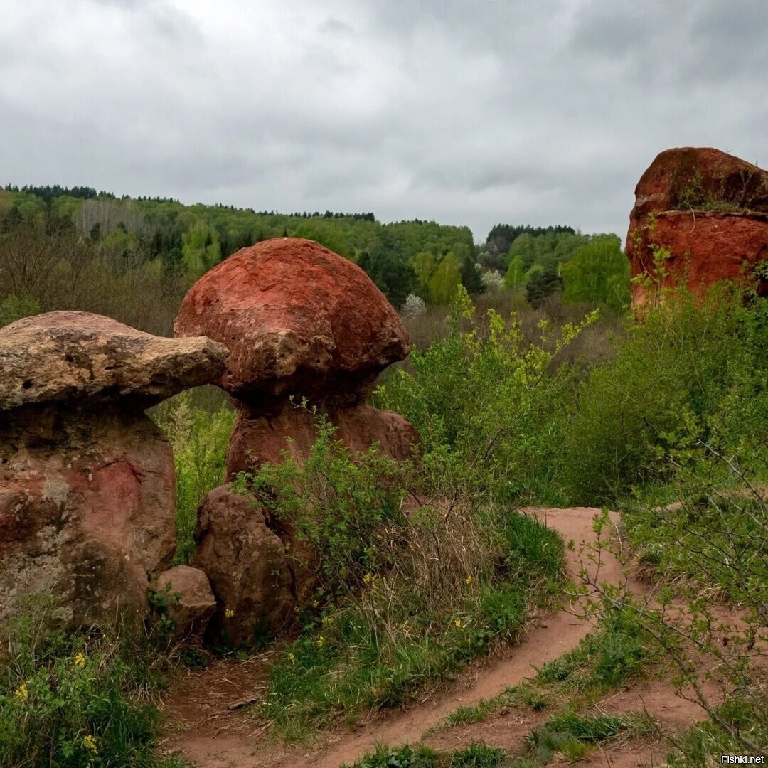 Долина Грибов