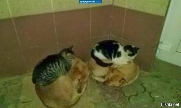 Солянка
