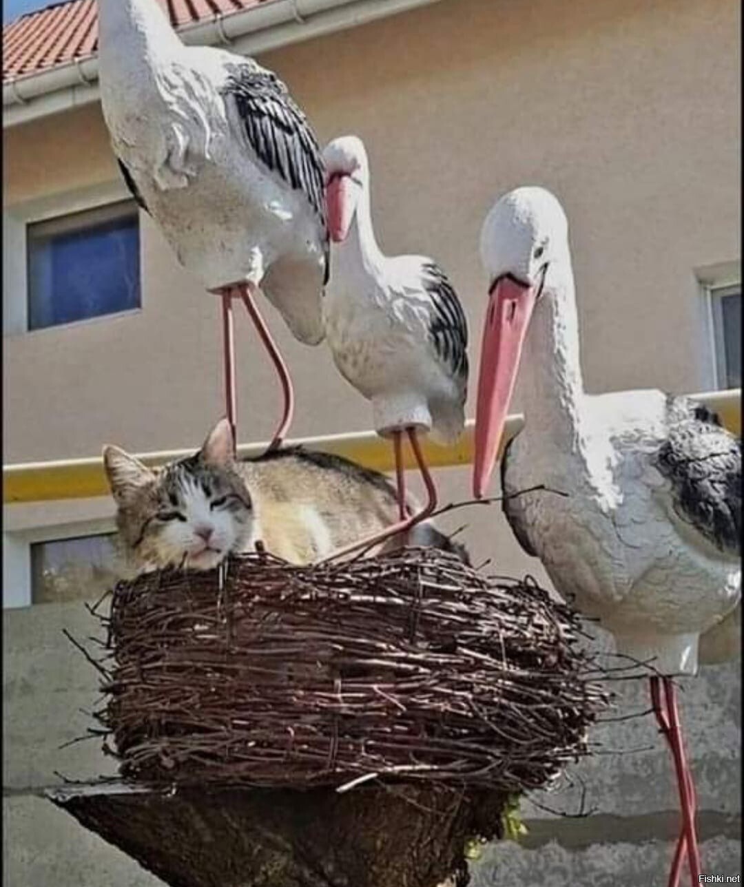 Солянка