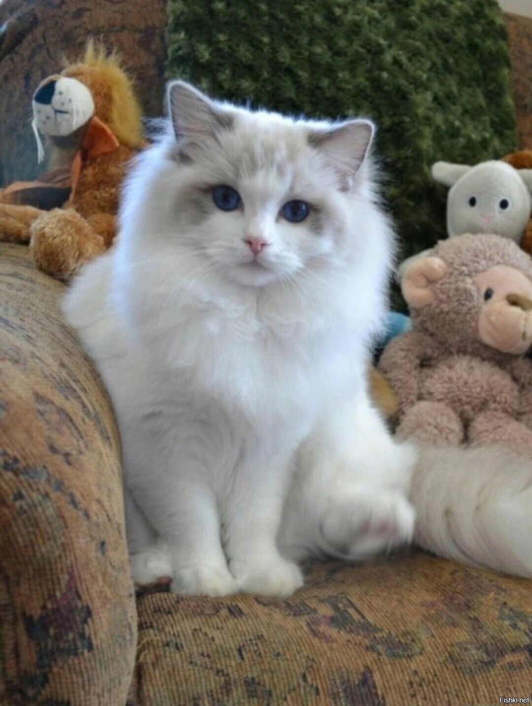 Солянка