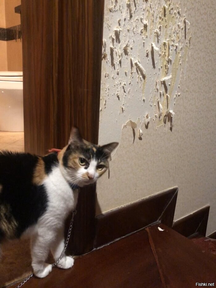 Зачем коту цепь, златая