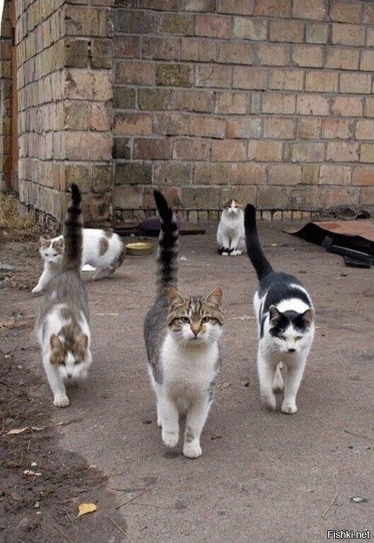 Шайка)