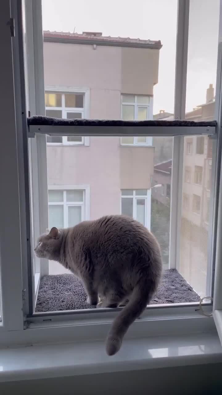 Необычное размещение лежанки для кота 