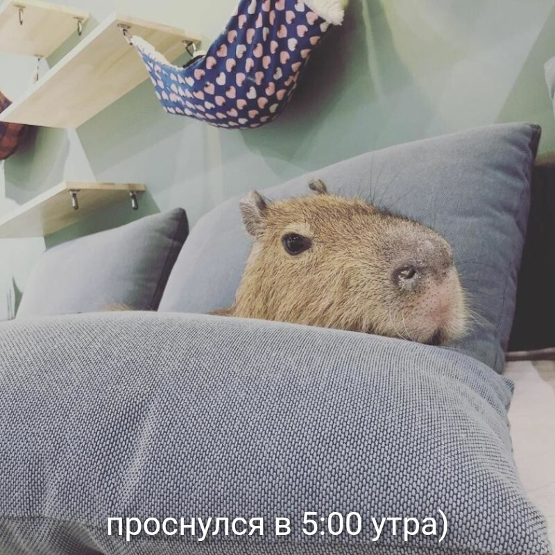проснулся в 5:00 утра)