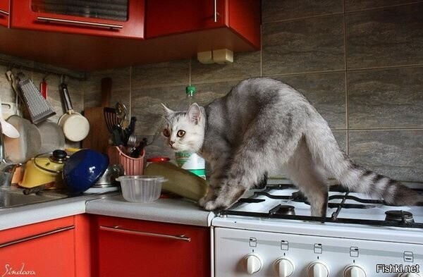 Солянка