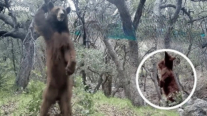 Зажигательные танцы медведя у дерева