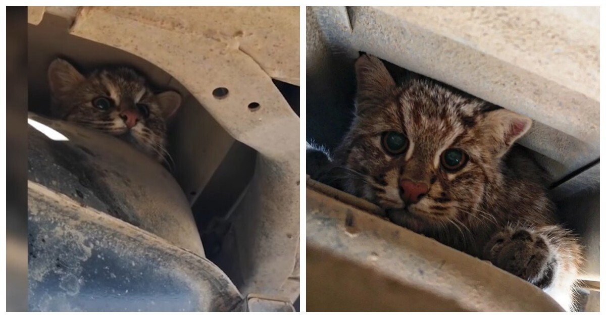 Амурский лесной кот забрался под машину, чтобы погреться