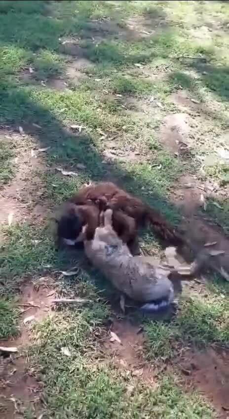 Кот-охотник
