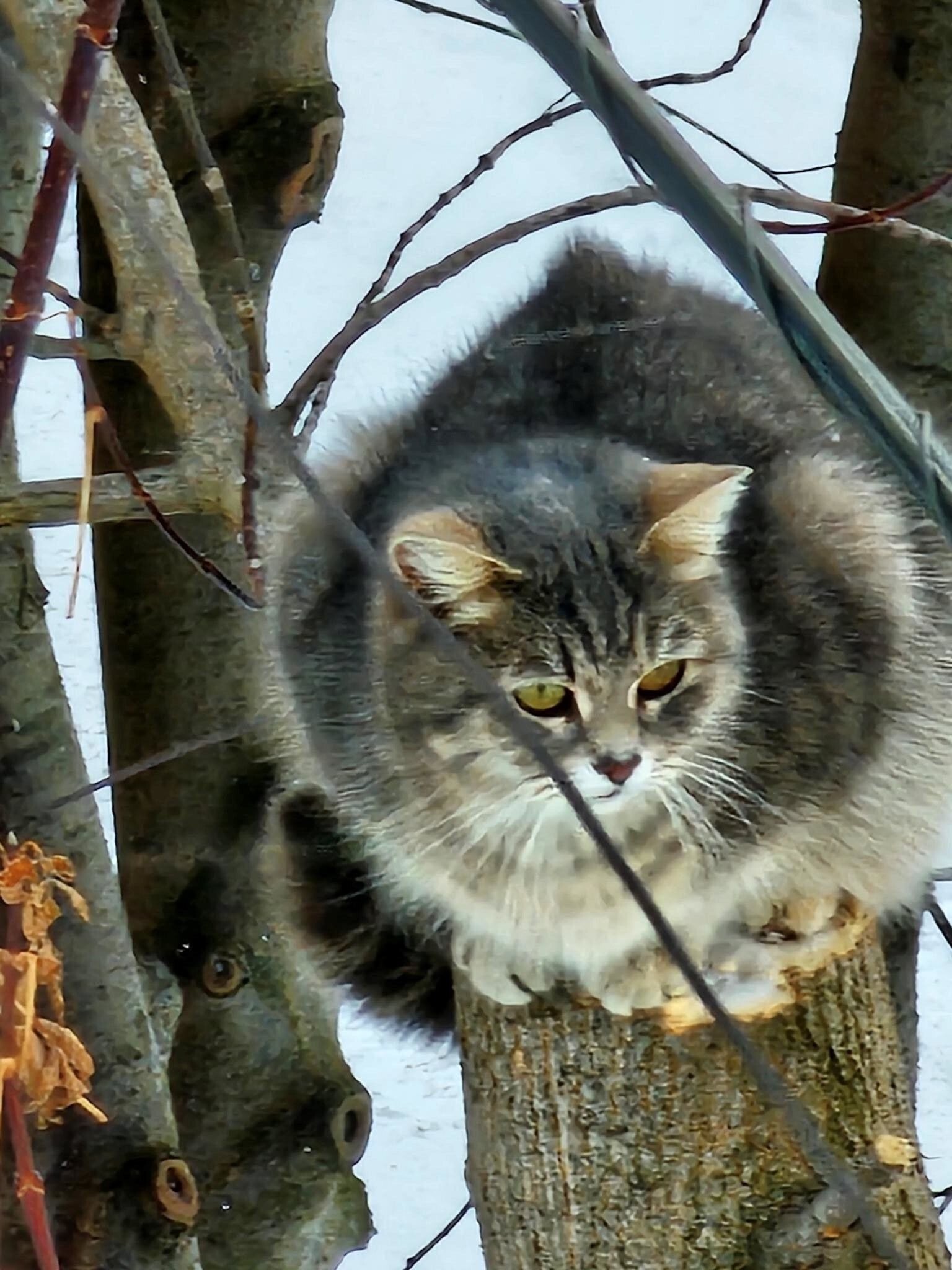 Солянка