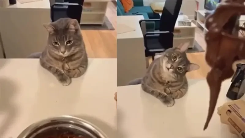 Домашний кот наблюдает, как готовит хозяйка