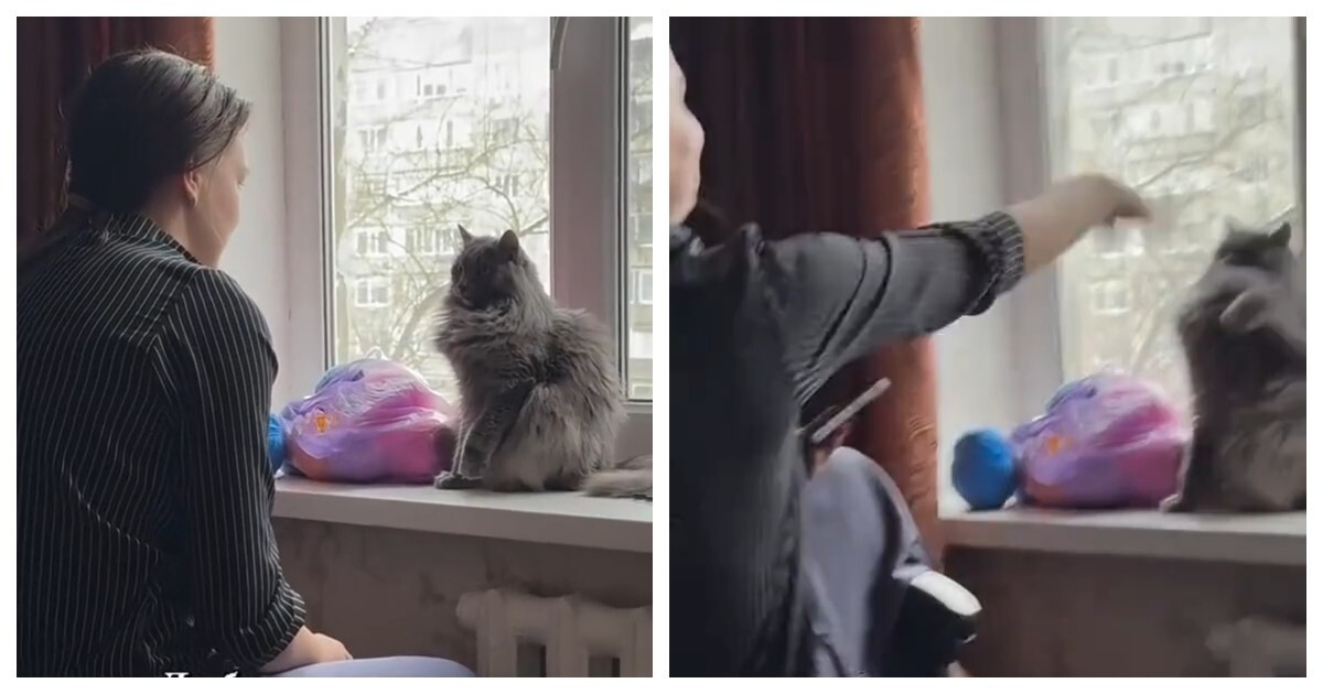 Секрет побед кота в гляделки