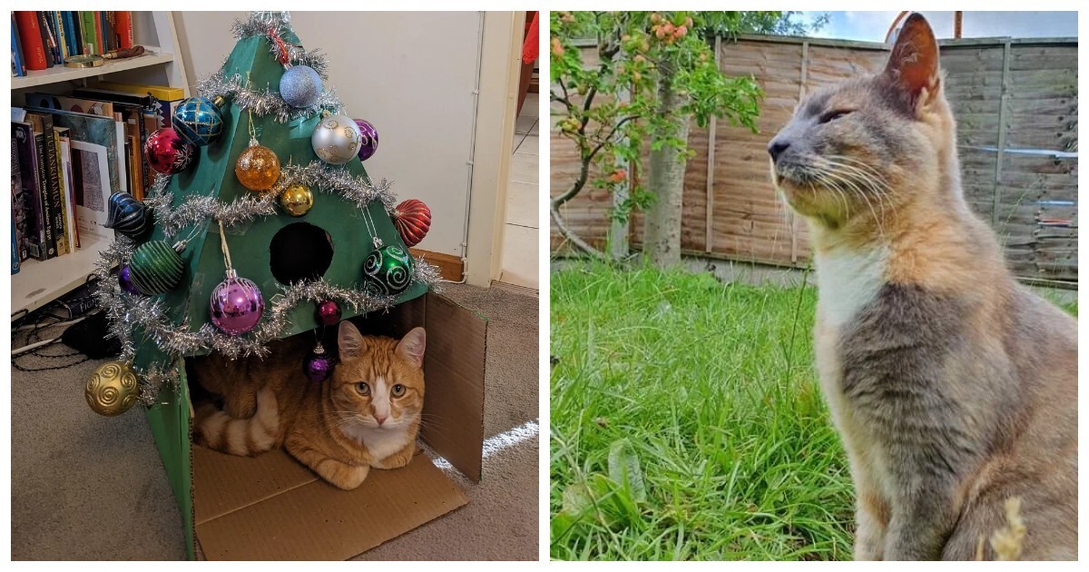 20 котеек, которые приняли отстранённый вид, но не стали от этого менее мимимишными