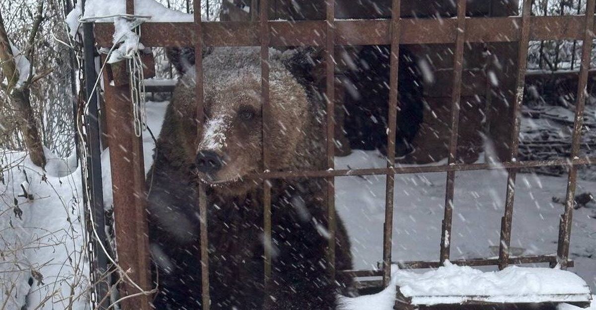 Брошенная хозяином медведица нашла новый дом