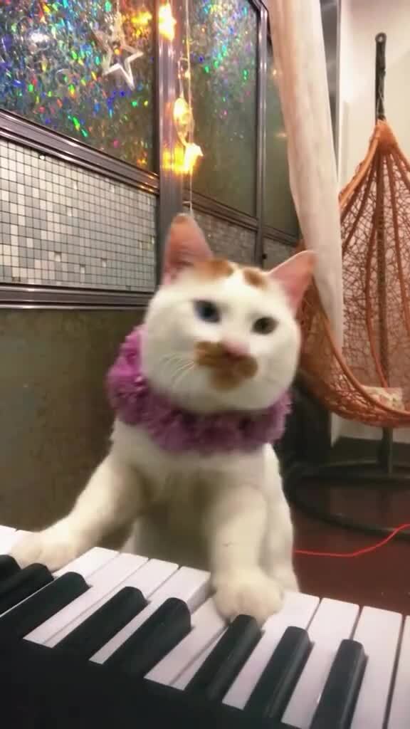 Котик очень старался