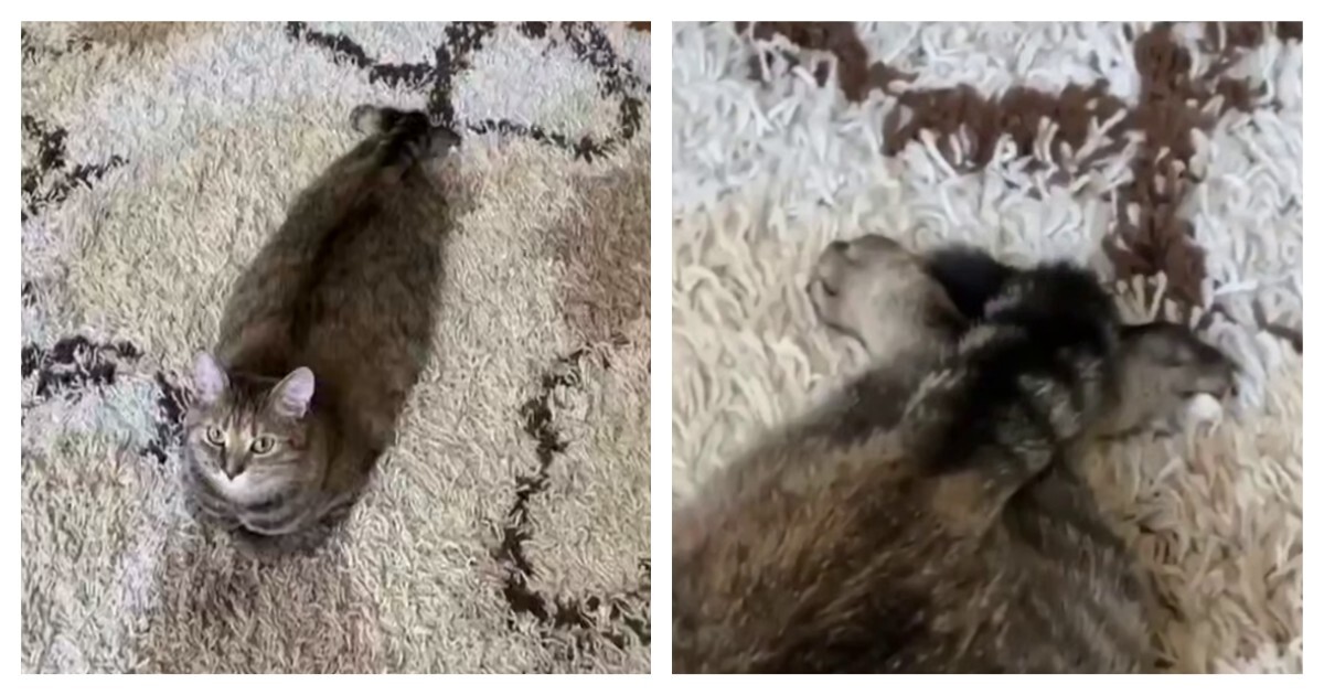 Кот прикинулся тюленем
