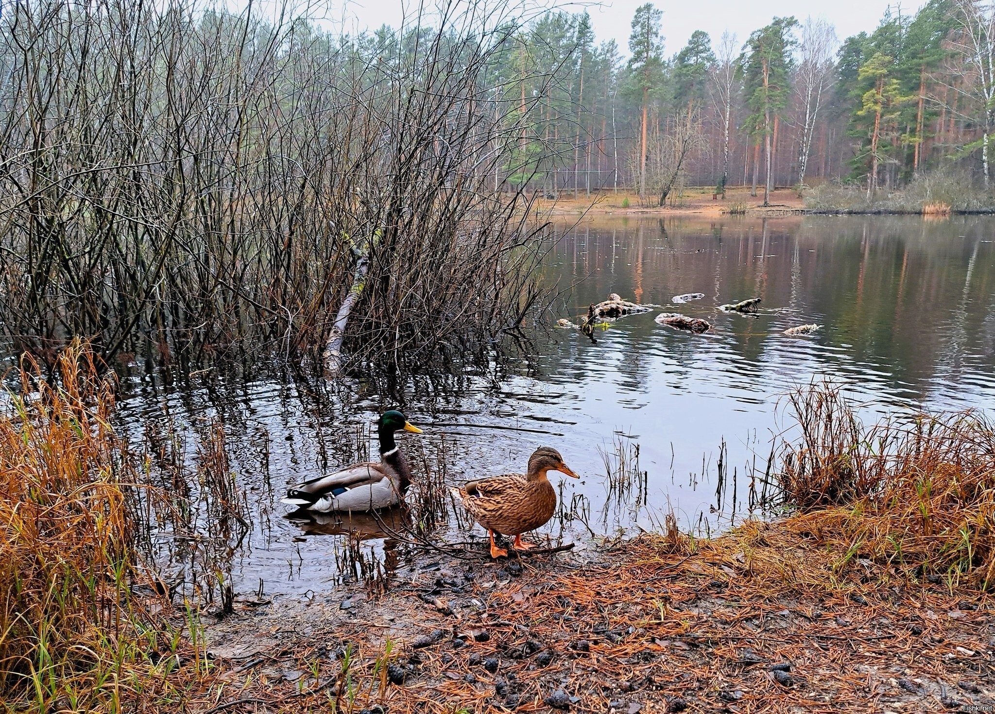 Солянка