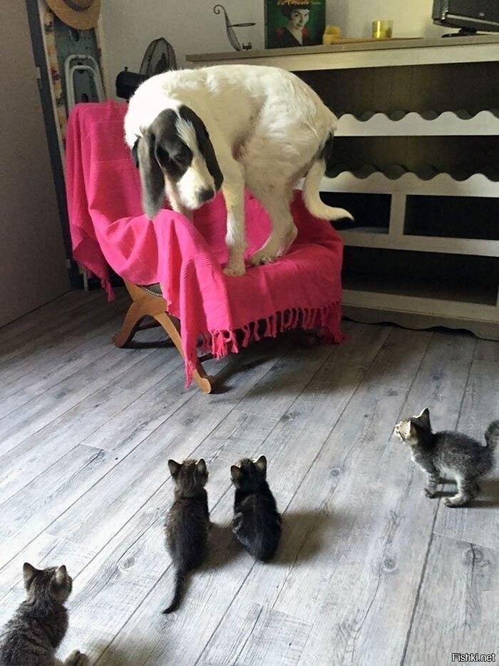 Солянка